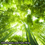 ©iStockphoto.com/Yuko Hirao2.jpg